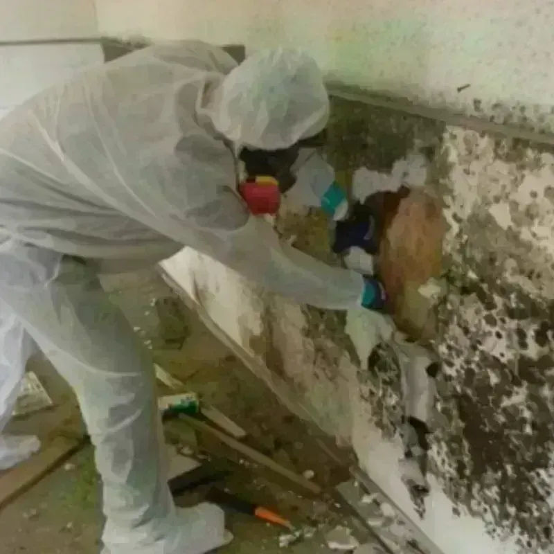 Mold Remediation and Removal in Washakie County, WY